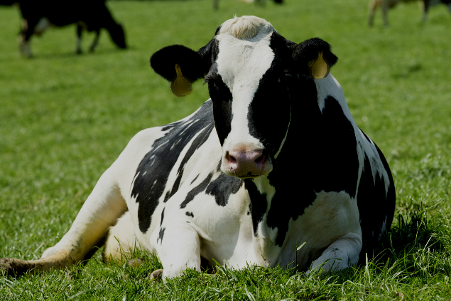 RSPCA Assured Dairy Cow